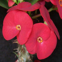 Euphorbia Milii Plant - Crown of Thrones with Red Flowers - plant store® 