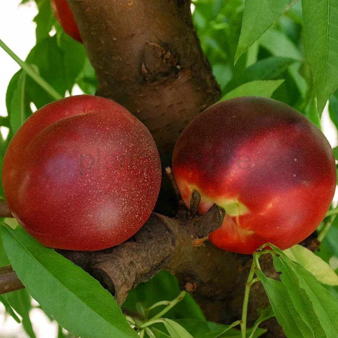 Nectrine Grafted Plant