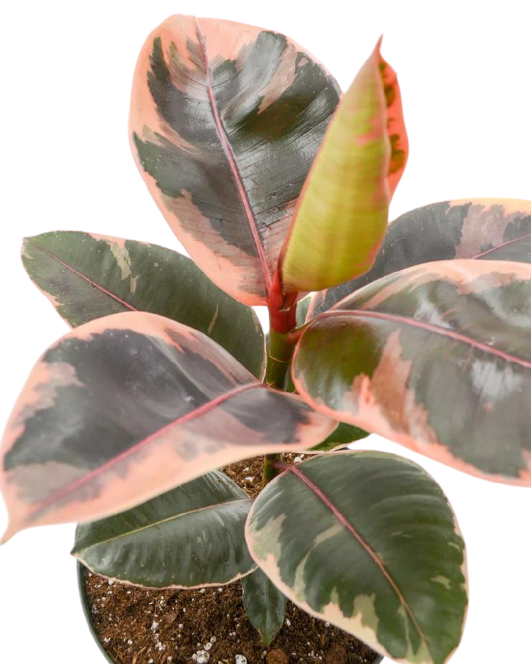 Ruby Pink Ficus Elastica - Rubber Plant