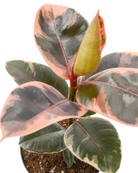 Ruby Pink Ficus Elastica - Rubber Plant - plant store® 
