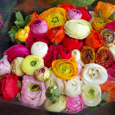 Ranunculus Bulbs - Mix Colours