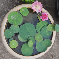Liangli Micro Lotus Tuber