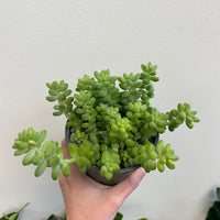Sedum Morganianum (Burro's Tail) (Bare Rooted)