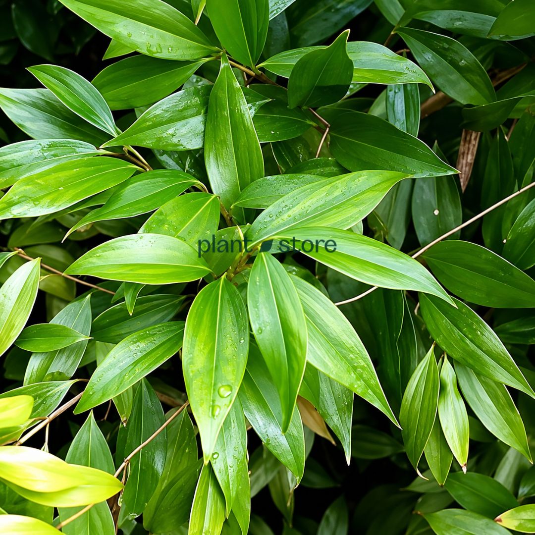 Tej Patta (Indian Bay Leaf) Masala Plant