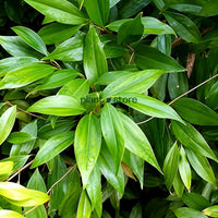 Tej Patta (Indian Bay Leaf) Masala Plant