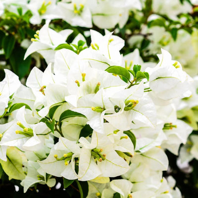Veera White Bougainvillea