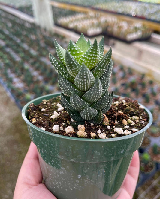 Haworthia Coarctata Succulent