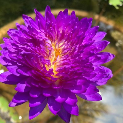 Anchan 1 Tropical Waterlily