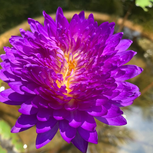 Anchan 1 Tropical Waterlily