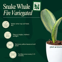 Sansevieria Whale Fin Variegated (Bare Rooted)