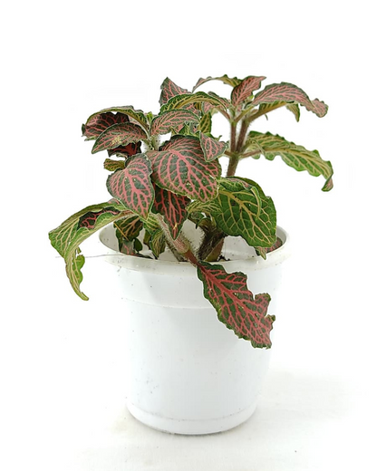 Red Fittonia Plant with Pot