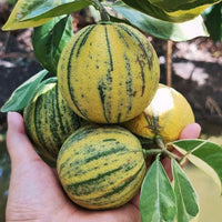Lemon (Nimbu) Variegated Grafted Tree