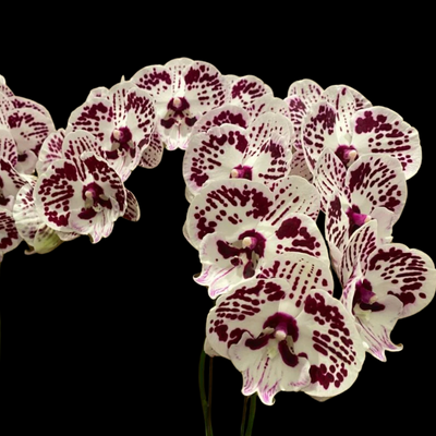 Phalaenopsis Jelly Fish with Buds/Flowers