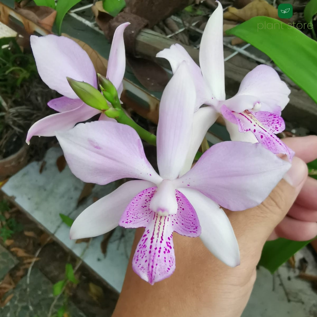 Cattleya Chantly Lace Hybrid Blooming Size