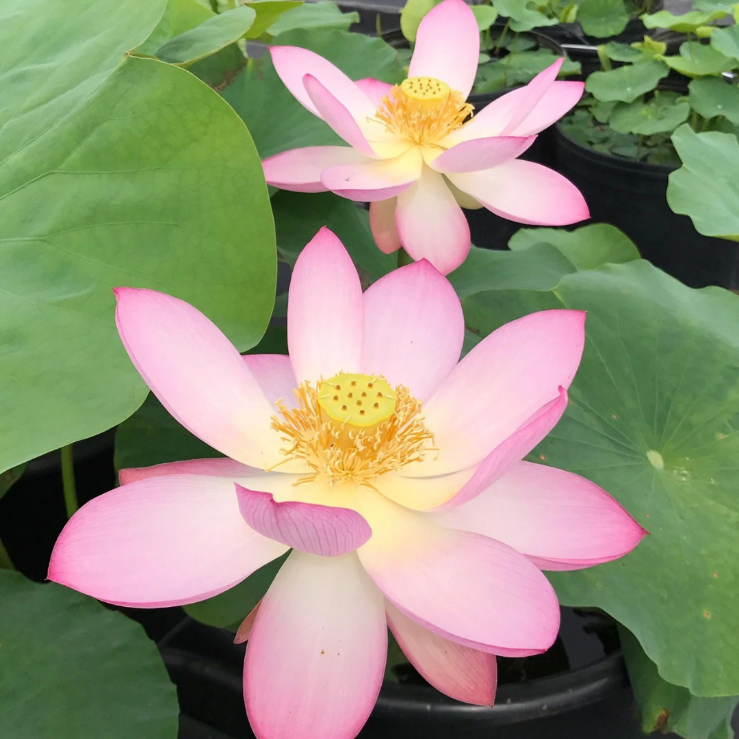 Yaochi Lotus Tuber