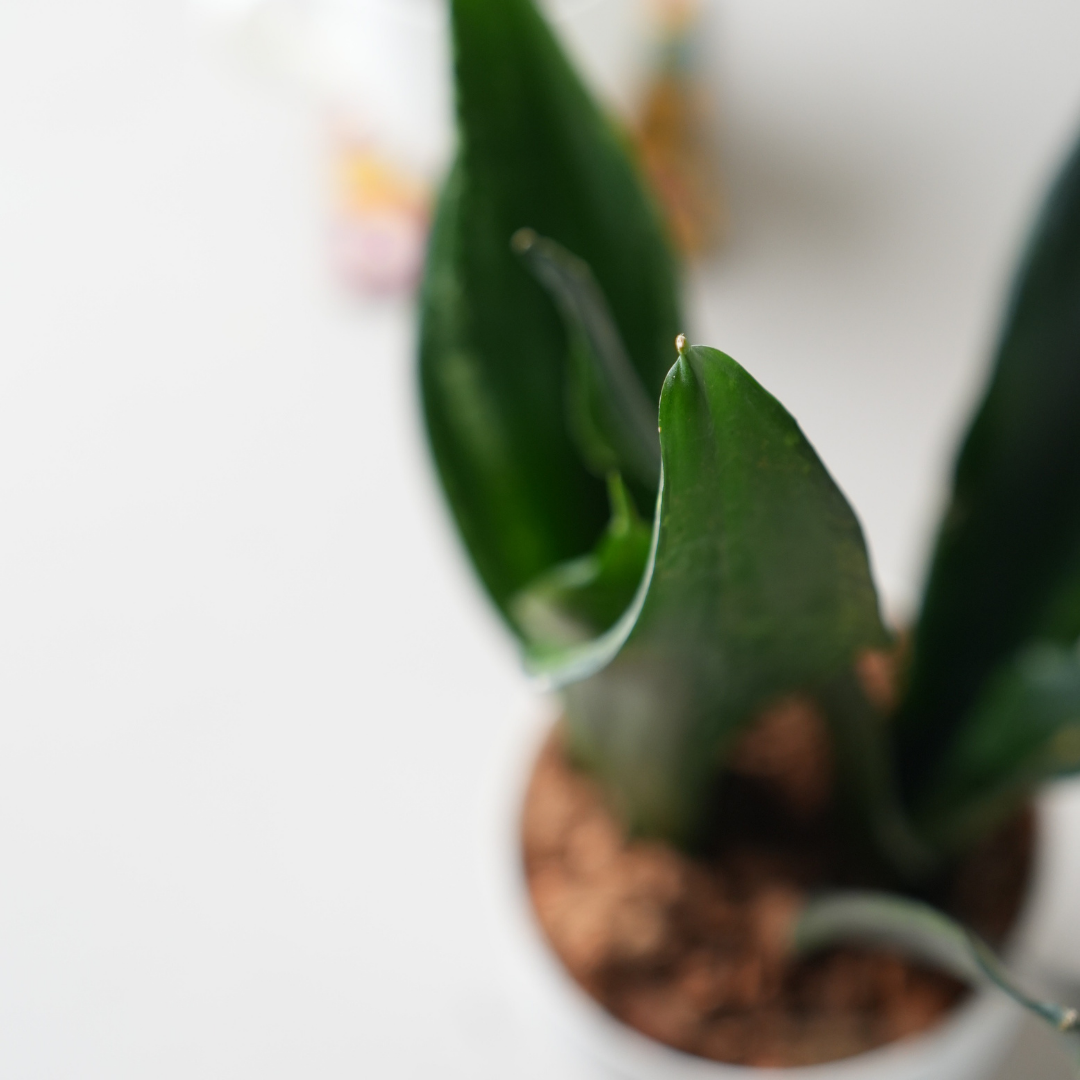 Snake Plant - Black
