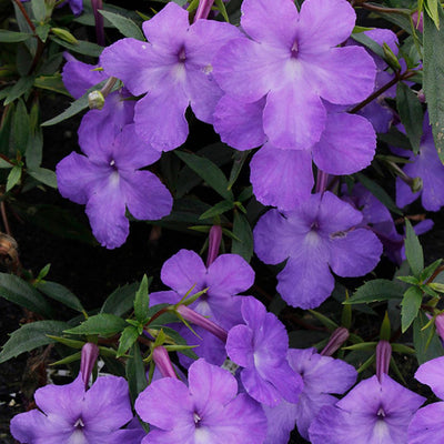 Achimenes flowering bulbs