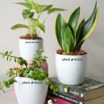 Good Fortune Plants Bundle : Money, Snake Jade Plants with Pot
