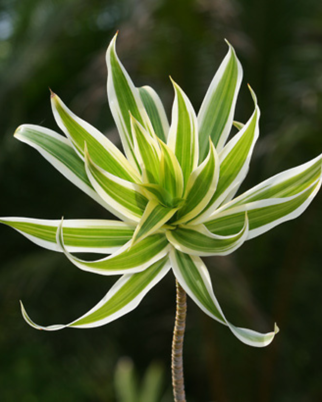 Dracaena Reflexa - Song Of India Plant with Pot