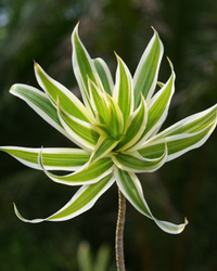 Dracaena Reflexa - Song Of India Plant with Pot - plant store® 