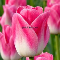 Dutch Tulip Pink Sound Flowering Bulbs (Netherland Imported)