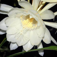 Night Queen Cactus