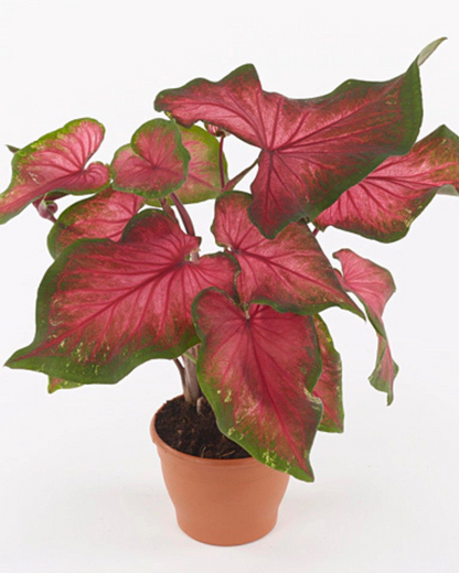 Caladium Pink Blush with Pot