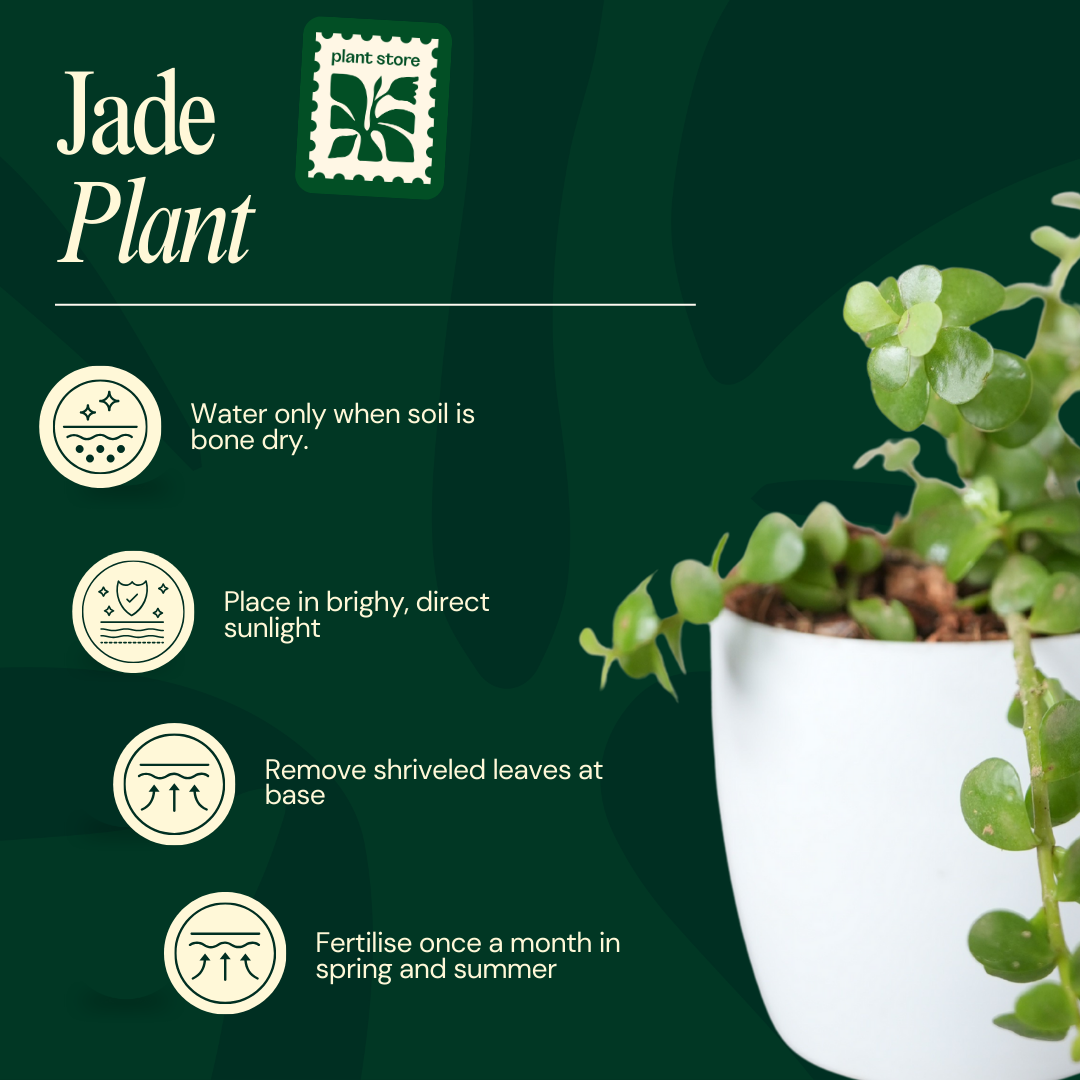 Jade Plant