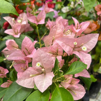 Kyata Grafted Bougainvillea Plant