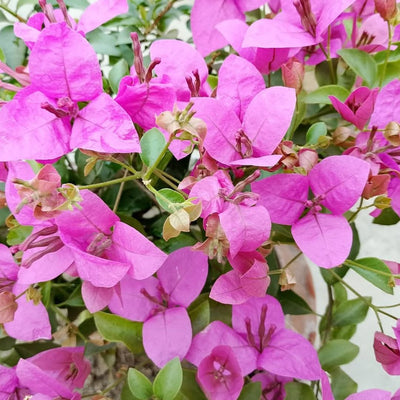 HB Singh Bougainvillea (7 Inches Pot Size)
