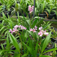 Ground Orchid Flower Bulbs
