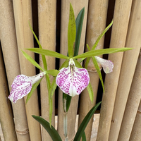 Cattleya Nakorn Pathom Silver (Nearly Blooming Size) - plant store® 