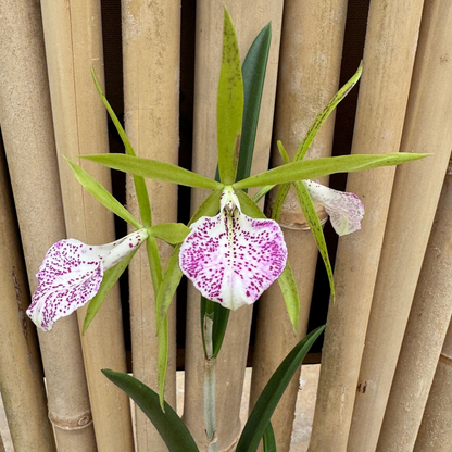 Cattleya Nakorn Pathom Silver (Nearly Blooming Size)