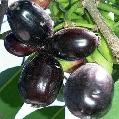 Thai King Jamun Grafted Tree