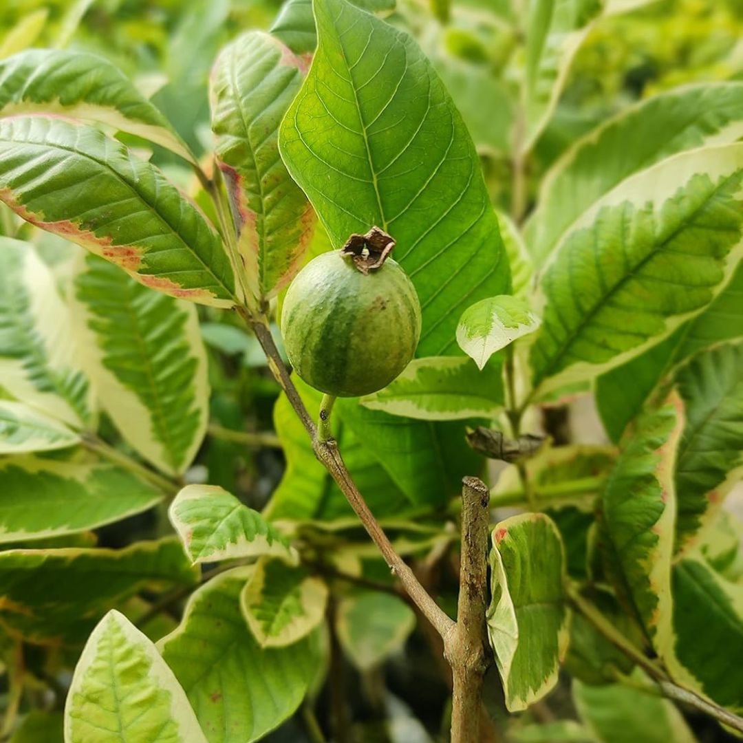 Variegated Guava Grafted Plant