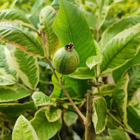 Variegated Guava Grafted Plant