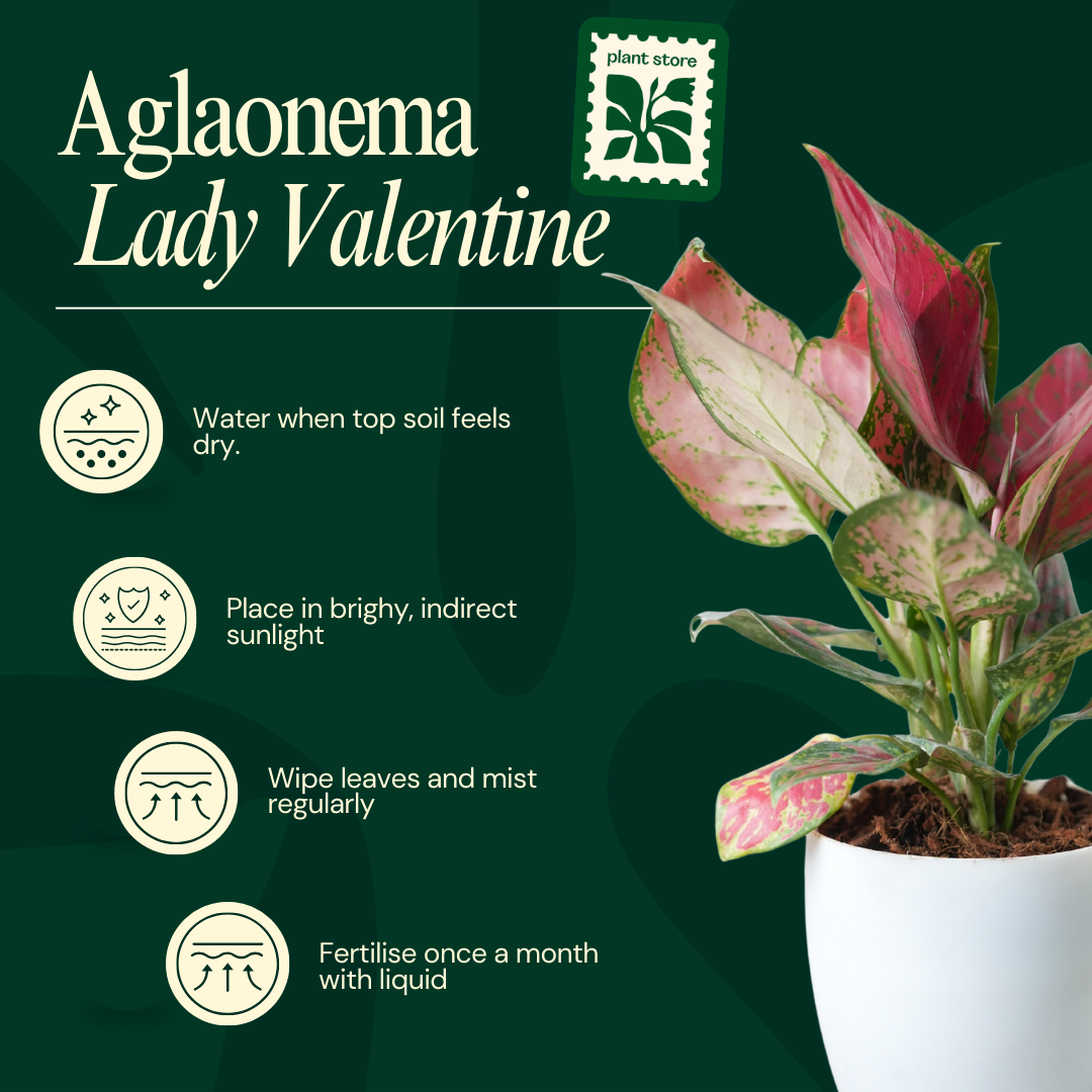 Aglaonema Lady Valentine