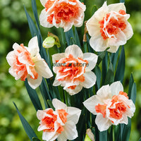 Daffodils - Replete Double Petal (Imported)