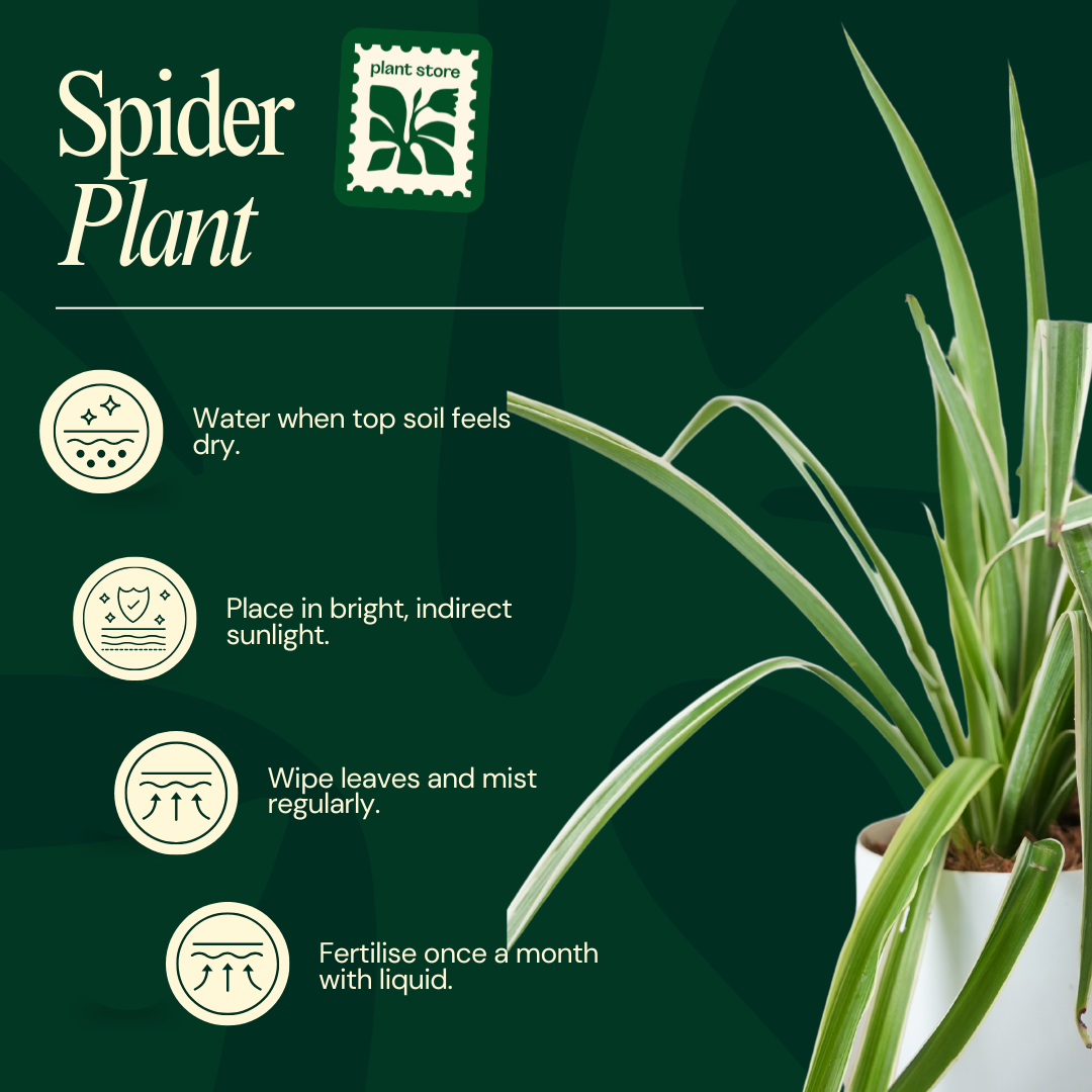 Chlorophytum Spider Plant