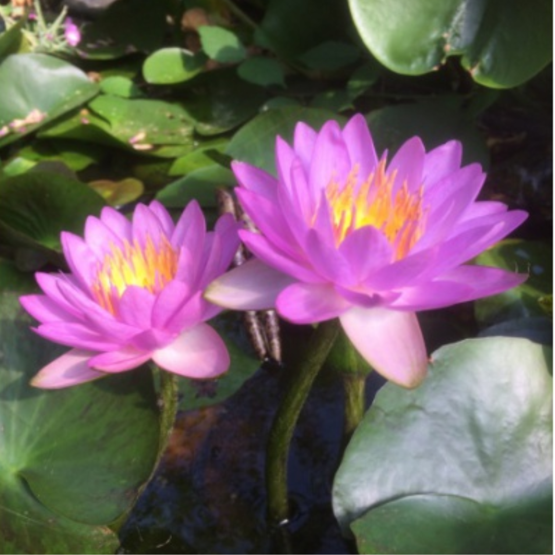 Siam Purple 2 Hardy Waterlily