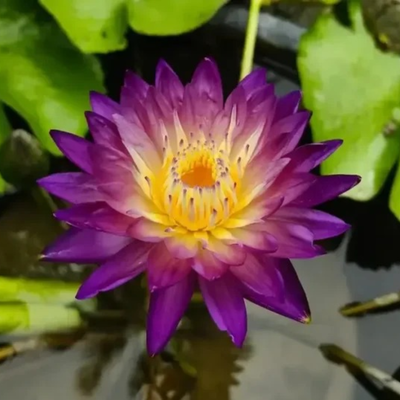 Purple Diamond Tropical Waterlily