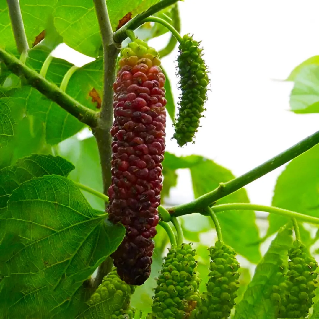 Long Mulberry (Shehtoot) Grafted Tree
