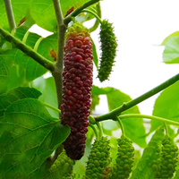 Long Mulberry (Shehtoot) Grafted Tree