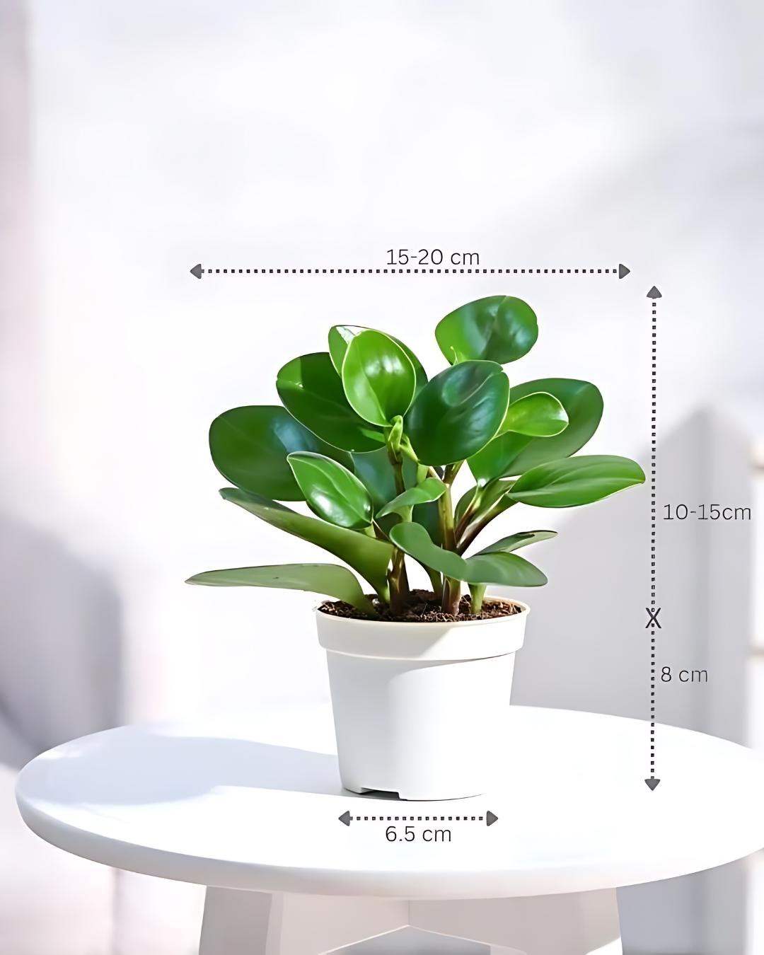 Peperomia Green Plant