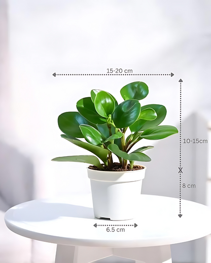 Peperomia Green Plant