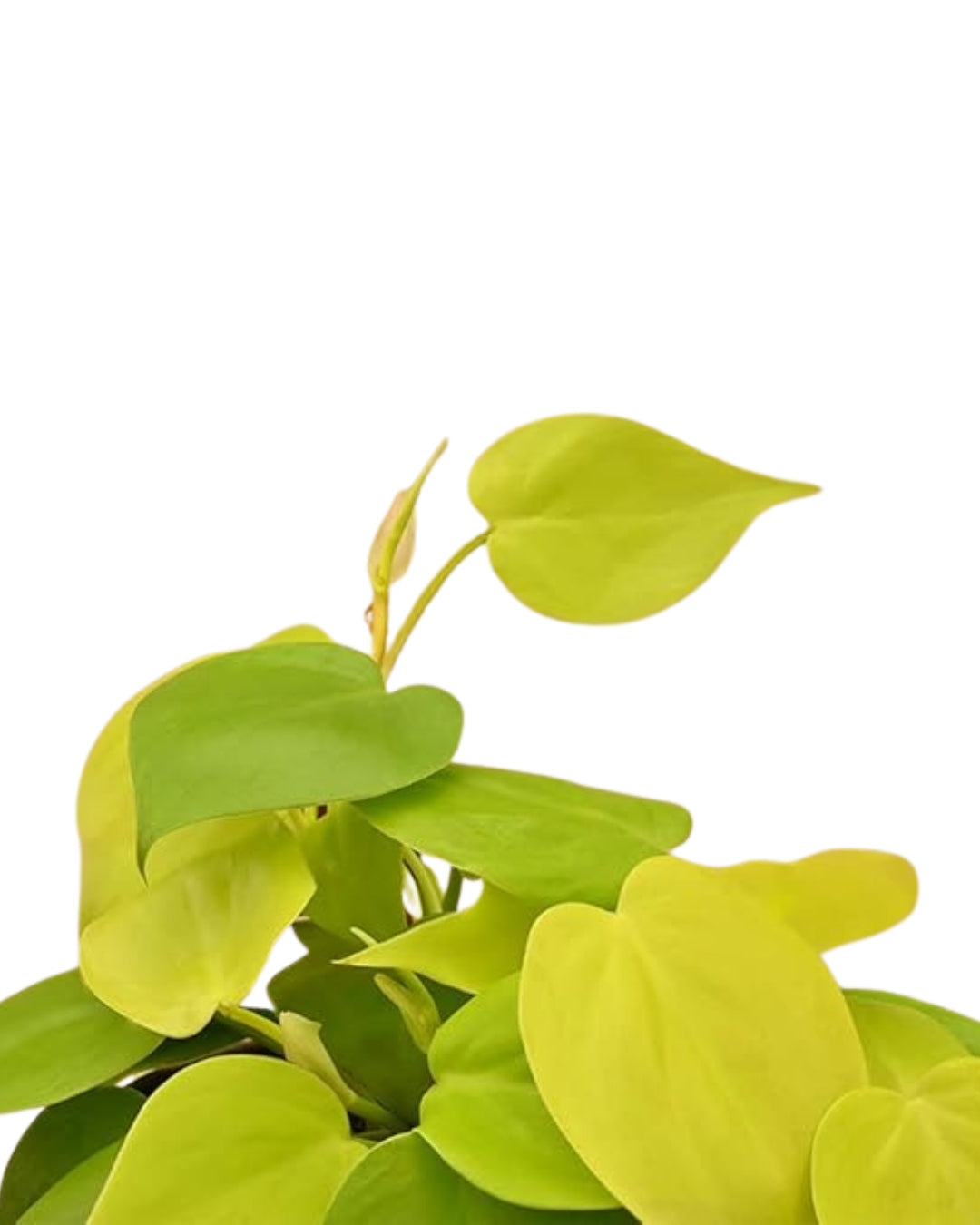 Philodendron Oxycardium Golden