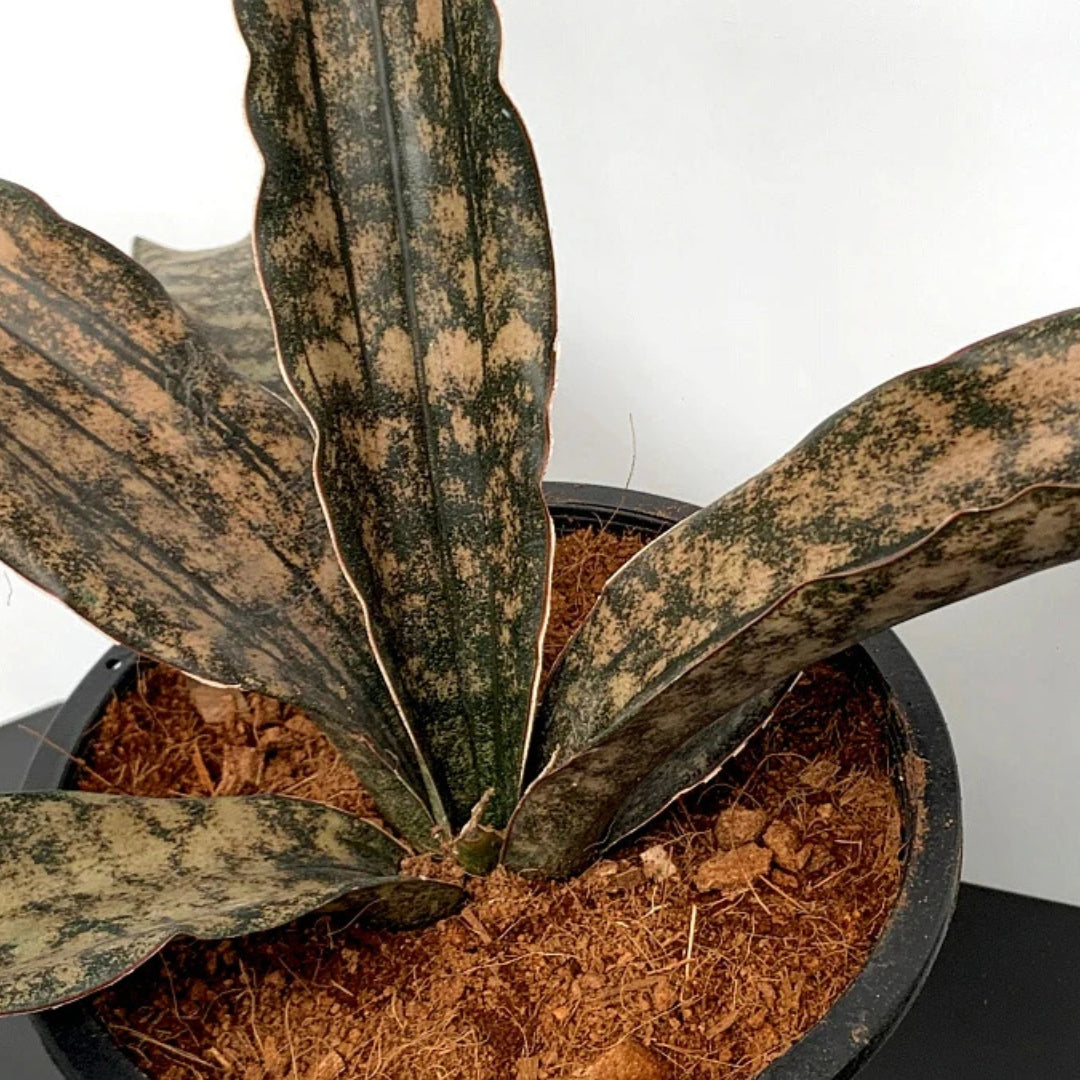 Sansevieria Kirkii Coppertone (Bare Rooted)