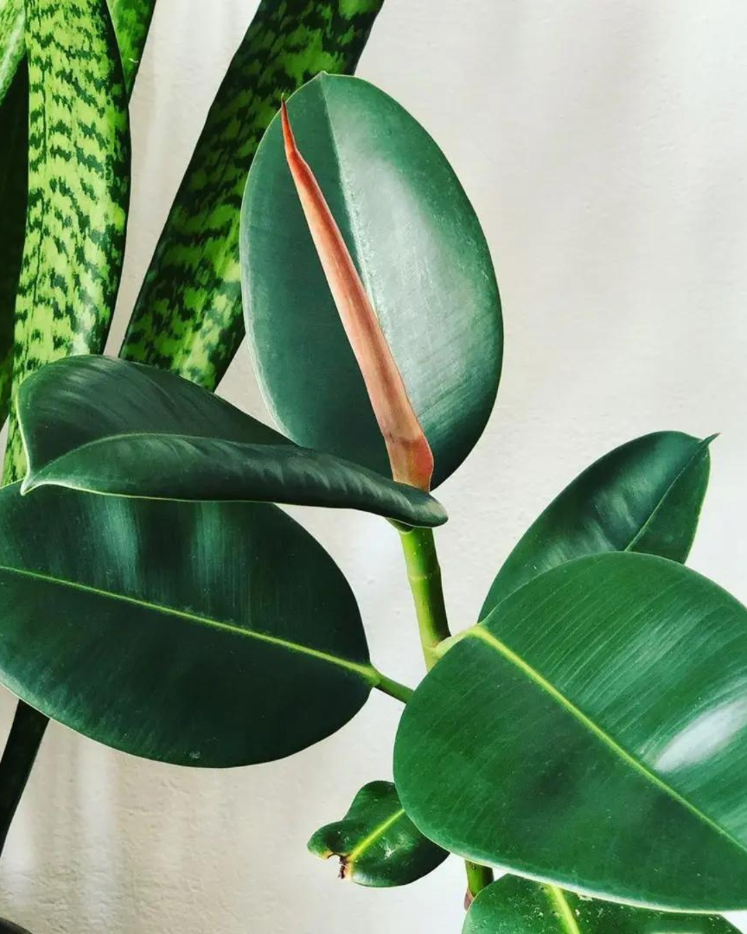 Green Rubber Plant