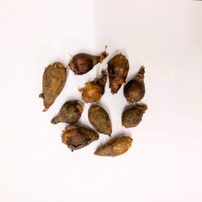 Rain Lily Bulbs – Mix Colours