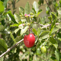 Barbados cherry Grafted Tree